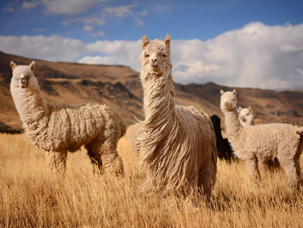 Alpaca wool: An ancient tradition
